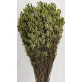 Preserved Limonium Green 4.5oz.